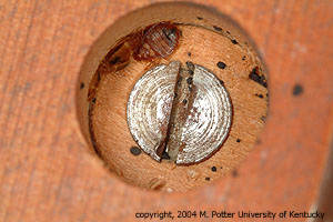 Bed bug underneath a nightstand